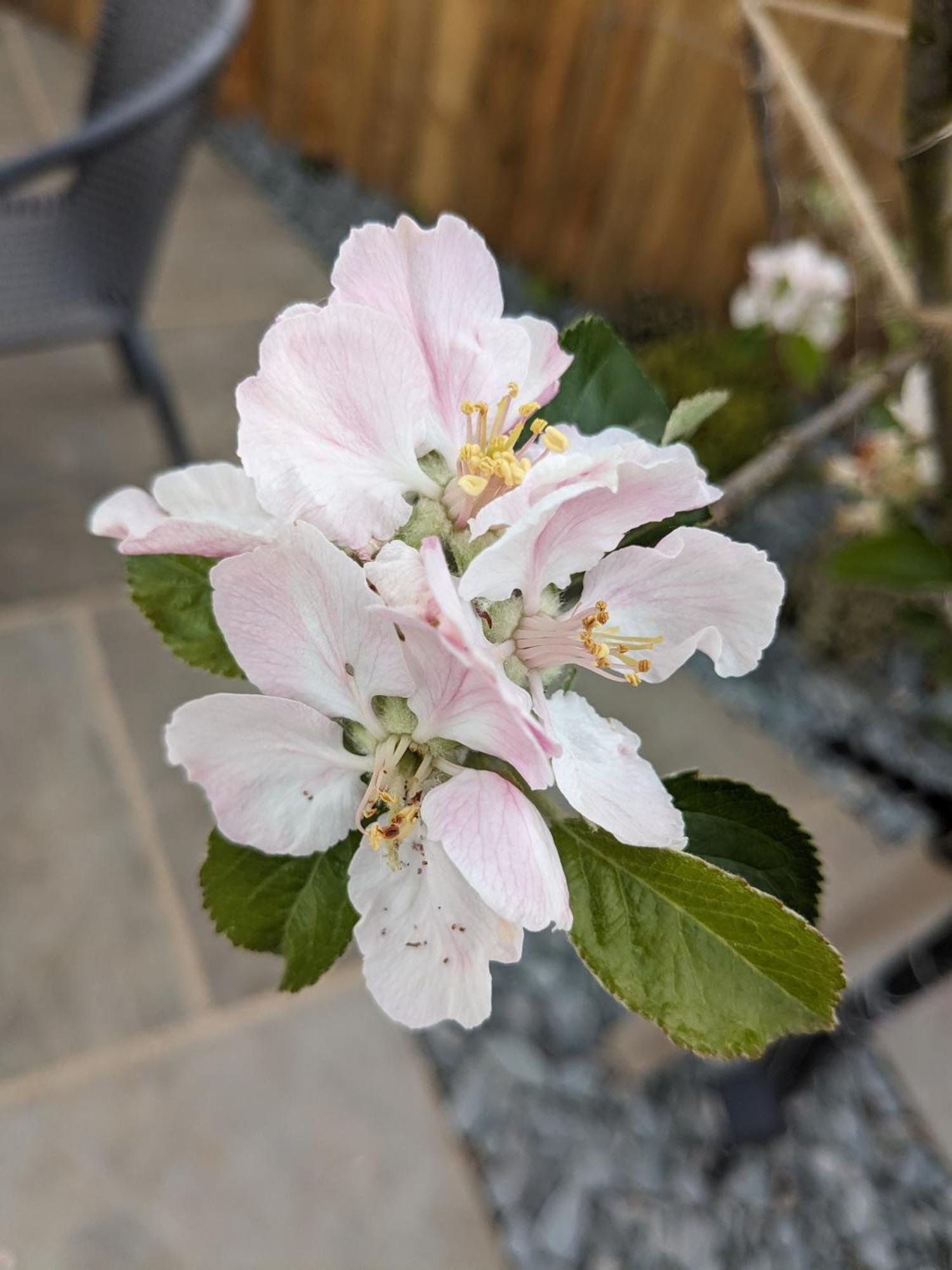 Rosegarth Bed And Breakfast Marton near Pickering Εξωτερικό φωτογραφία