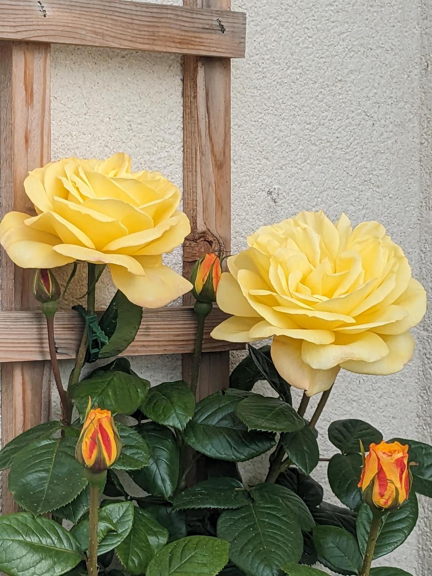 Rosegarth Bed And Breakfast Marton near Pickering Εξωτερικό φωτογραφία