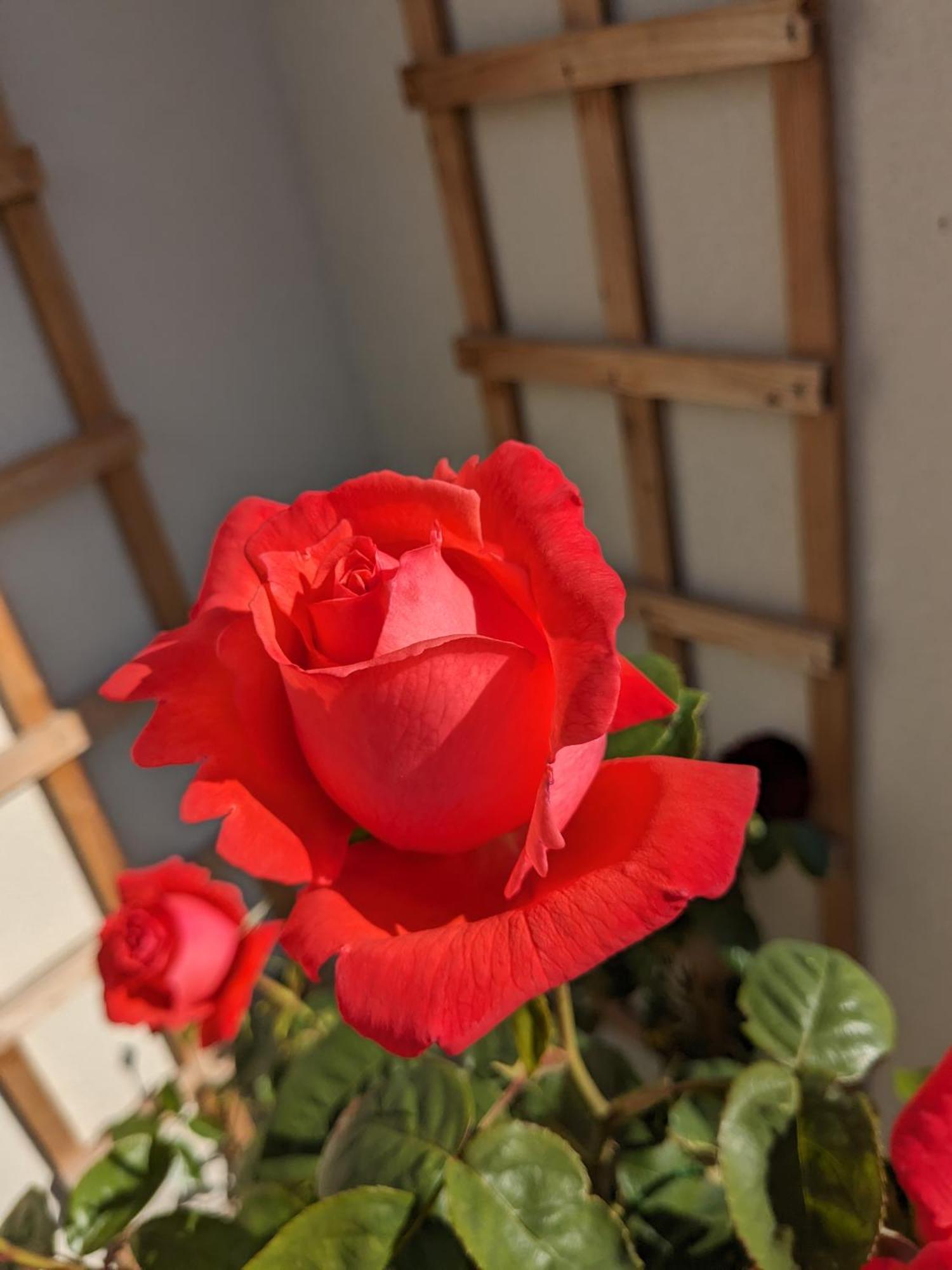 Rosegarth Bed And Breakfast Marton near Pickering Εξωτερικό φωτογραφία